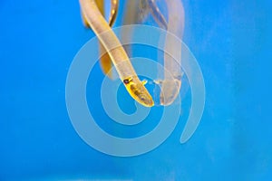 The reedfish, ropefish, or snakefish - (Erpetoichthys calabaricus), photographing in freshwater aquarium tank