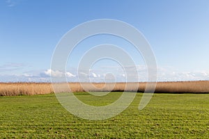 reedgrass at the backwater of the baltic sea under blue sky as nature background