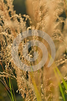 Reedgrass plant sunshine