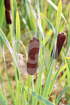 Reedmace, cat - tail, bulrush, swamp sausage, punks, typha angustifolia