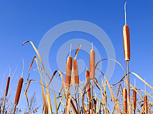 Reedmace narrow-leaved tops