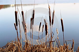 Reedmace revived on the shore in the early spring