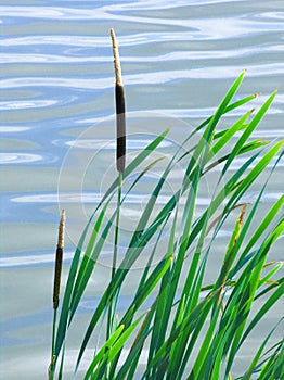 Reeds