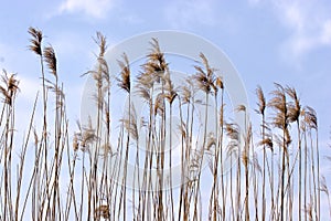Reeds photo