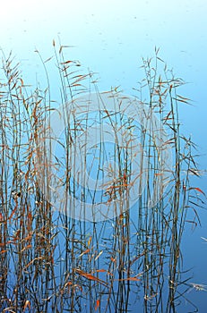Reeds photo
