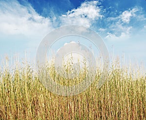 Reeds against the sky