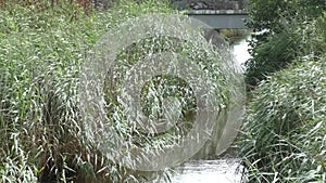 Reeds along a river bank