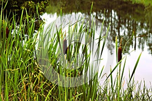 Reeds alongside a still pond