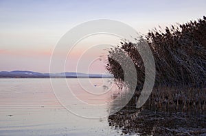 Reeds around lake at warm sunset