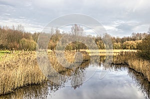 Reeds around a pond in a parklike woodland