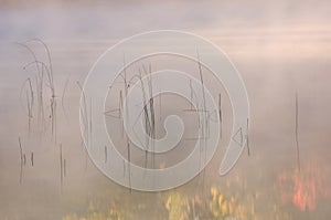 Reeds and Autumn Reflections