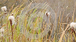 Reeds are awaying in the wind. Typha latifolia.