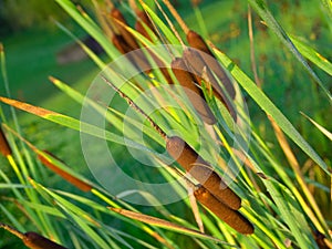 Reeds background photo