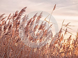 Reeds backlit during beautiful Sunset