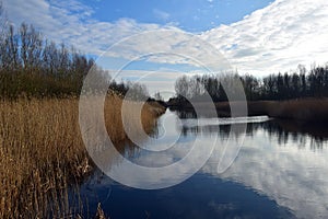 Reeds in the Balijbos, Zoetermeer NL can form entire collars along waterfronts. photo