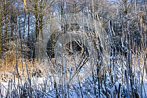 Reeds, bare trees and snow in a cold and sunny winter