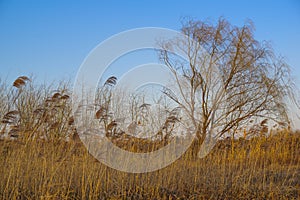 Reeds and bare willows at dusk.