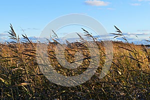 Reeds at the beach in strong wind