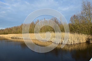 Reeds can form entire collars along waterfronts. It is a plant that really blows with all winds. photo