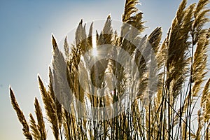 Reeds blowing in the wind at the beach with a sunburst shining through