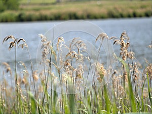 Reeds blowing in the wind on the lake