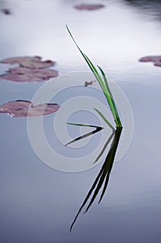 Reeds On Blue Water photo