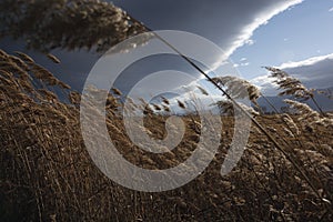 Reeds, bulrush, against cloudy sky. Autumn landscape