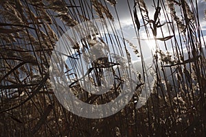 Reeds, bulrush, against cloudy sky. Autumn landscape