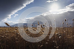 Reeds, bulrush, against cloudy sky. Autumn landscape