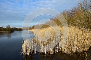 Reeds can form entire collars along waterfronts. It is a plant that really blows with all winds.