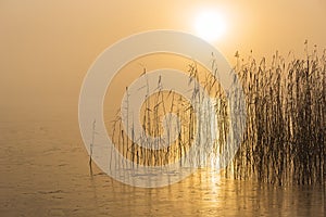 Reeds captured in misty lake at sunrise against the glowing sun behind the mist