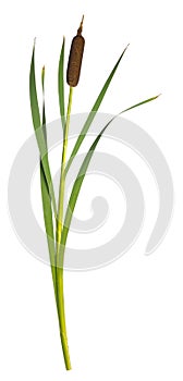 Reeds and cattail dry plant curved isolated white background