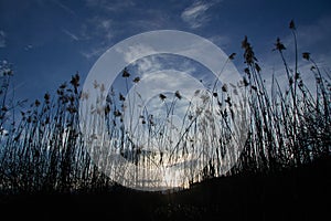 Reeds contrasted against a blue sky with clouds