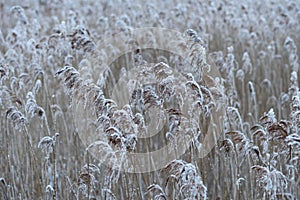 Reeds covered in rime frost