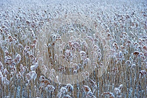 Reeds covered in rime frost