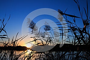 Reeds at dawn