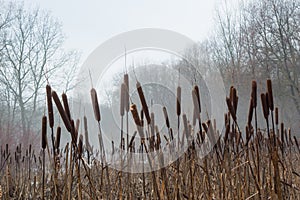 Reeds field in the foggy winter forest