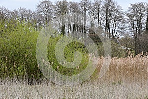 Reeds and Fields on Norfolk Broads by River Yare, Surlingham, Norfolk, England, UK