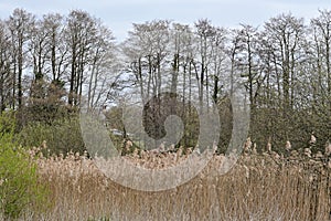 Reeds and Fields on Norfolk Broads by River Yare, Surlingham, Norfolk, England, UK