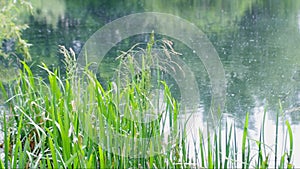 Reeds and fluff