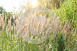 Reeds fluttering in the park. Park with reeds close-up. the green park whis a reeds.