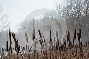 Reeds in the foggy winter forest