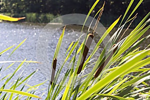 Reeds in the foreground in focus. The lake serves as a backdrop