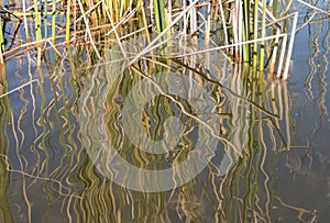 Reeds form an abstract at the edge of a wetland