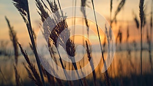 Reeds grass sway wind in beautiful sea coastline golden sunset background nature