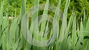 Reeds, grasses on a lake