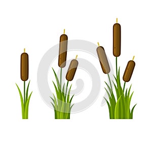 Reeds with Green Leaf Set on White Background. Vector