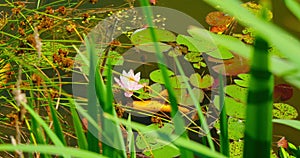 Reeds grow on the banks of swamp. Relax nature landscape. Botanical light pink water lily bud blooming, floating in the