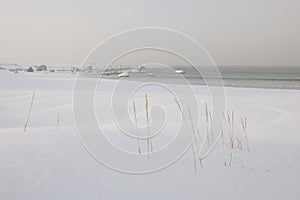 Reeds grow near Ramberg in Flakstadoya Loftofen islands Norway photo