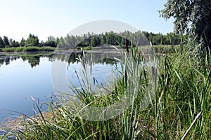 reeds growing along the shore of the lake and the reflection of trees in the water on a sunny summer day